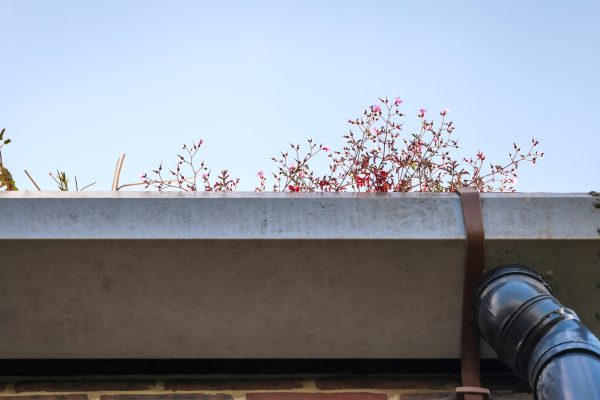 Low angle view at house gutter with plants against sky. Gutter garden.